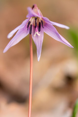 Erythronium dens-canis, the dog's-tooth-violet or dogtooth violet, lily family, Liliaceae, flowering in white, pink or lilac flower at the beginning of spring. Ovate to lanceolate leaves, white bulb, 