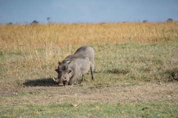 warthog on its knees feeding on grass