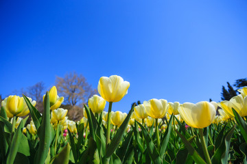 beautiful white and yellow spring tulips in a flower garden on a sunny day against a blue sky.