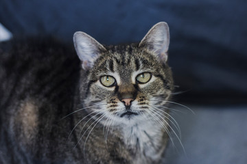  Portrait of a cat lying on a carpet