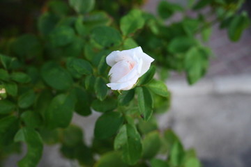  a white rose on the street blossomed in the summer in the garden
