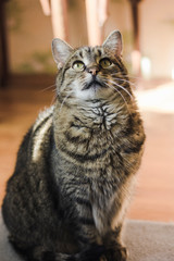 Portrait of cat with green eyes