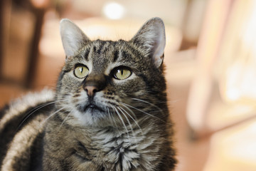 Portrait of cat with green eyes