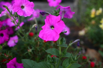  purple petunia blooms in summer on flower beds, close-up
