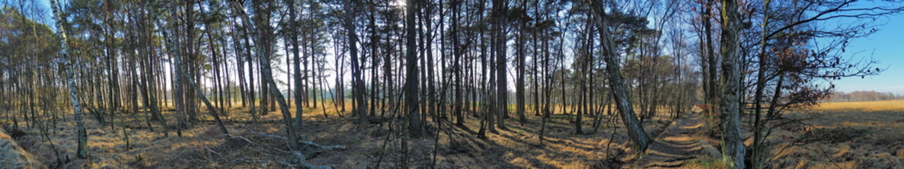 Birch Tree Panorama in a  Bog - HDR