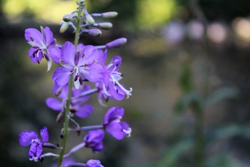purple flowers in the garden