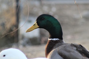 duck