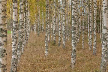 Obraz premium Birch trees with fresh green leaves in autumn. Sweden, selective focus