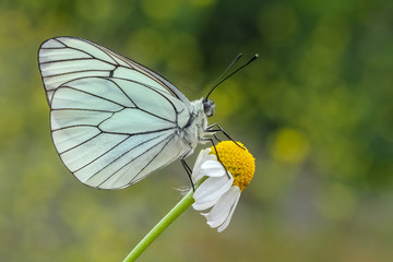 butterfly on flower