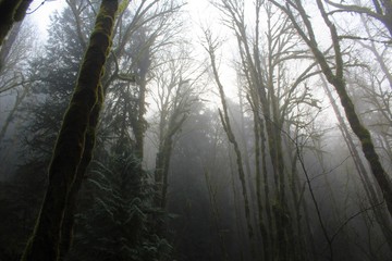 fog in the forest