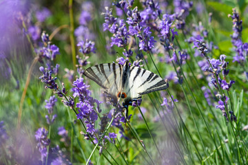 Scarce Swallowtail butterfly sitting on wild lavender flowers. Iphiclides podalirius