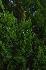  green cypress bushes grow in the street in summer
