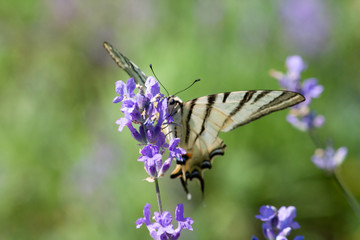 Scarce Swallowtail butterfly sitting on wild lavender flowers. Iphiclides podalirius
