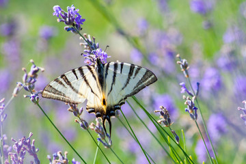 Scarce Swallowtail butterfly sitting on wild lavender flowers. Iphiclides podalirius