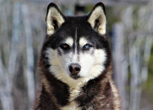 portrait of siberian husky