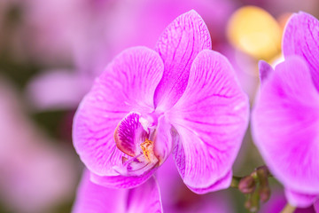 Close up beautiful purple Phalaenopsis orchids or moth orchid background.