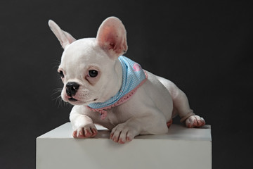 bulldog dressed in blue scarf on dark background on top of a white box on a dark background.