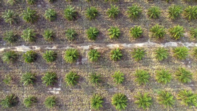 Aerial: Top down view of oil palm tree plantation, flying over young plants in immature phase