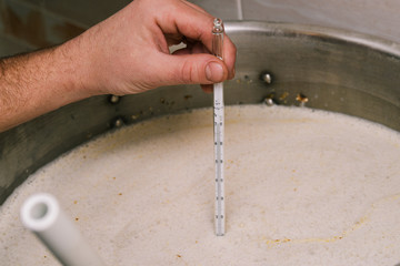 The process of making beer. A man measures the temperature for a pause. Beer mashing.