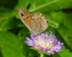 Lasiommata petropolitana (Fabricius, 1787) © Валерий Колмаков