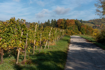 Fototapeta na wymiar Wine Road, Svečina, Slovenia
