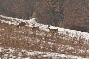 Fototapeta premium Roedeer in winter camouflage in grey grass against enemy