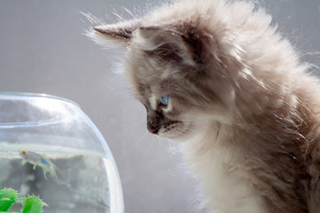 curious red kitten with goldfish in a fishbowl