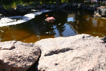  waterfall in its own courtyard in the summer against the backdrop of nature where pink lily blooms around and stones