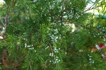  green cypress bushes grow in the street in summer