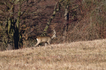 Roe deer coming out of the woods for pasture in winter snow 