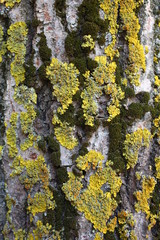  light birch tree bark with green moss, natural wood, close-up