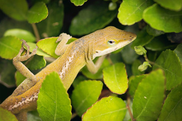 A gecko crawling on leaves. Trying to get into a bush. 