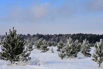 forest outskirts with bushes and trees in hoarfrost