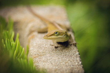 A beautiful gecko lizard crawling outdoors in the springtime 