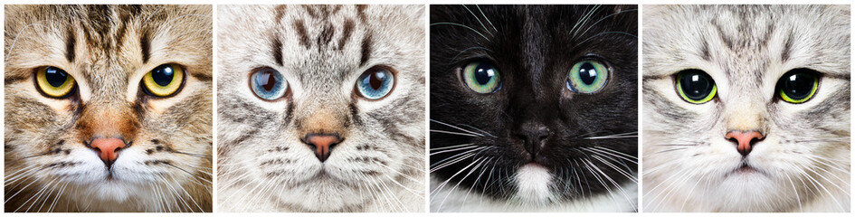 Cat close-up collecton © Dmitry Naumov