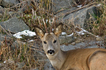 Portrait of roedeer head with antler in winter snow