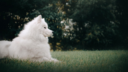 samoyed dog lying down outdoors in summer