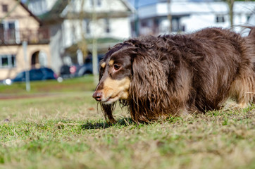 Fototapeta premium Brown Dachshund