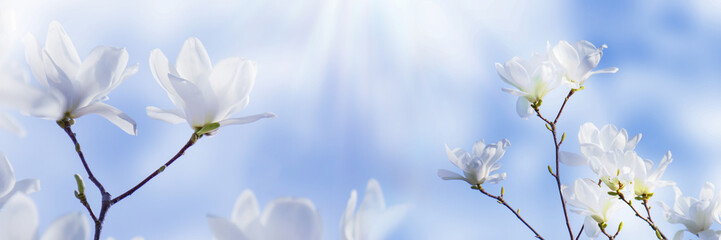 weiße magnolienblüten vor blauem himmel