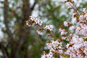 Blooming pink sakura in early spring