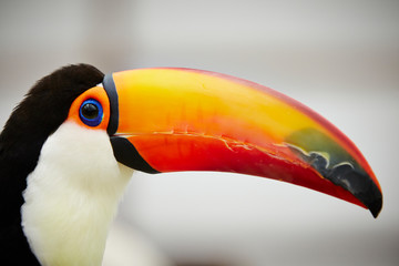 Toco toucan at bird garden