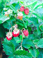 strawberry bush with ripe red berries in the garden