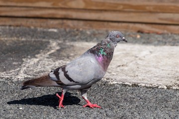 pigeon in the park