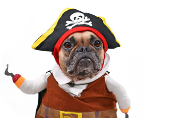 French Bulldog dog dressed up with funny pirate costume with hat and fake hook arm, isolated on...