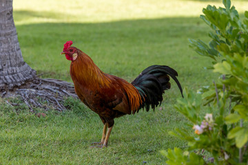 rooster on farm