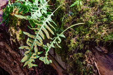 Nature Plant