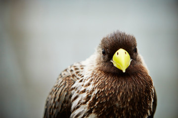 Eastern plantain-eater at bird garden