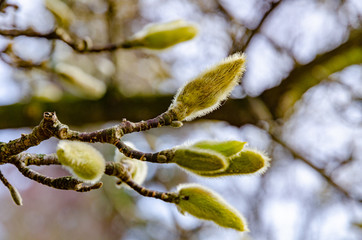 Nature Plant