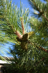  green spruce conifer with sharp needles and cones against the blue sky, close-up