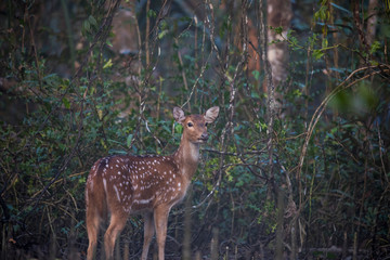 Naklejka na ściany i meble Sundarbans Mangrove Forest